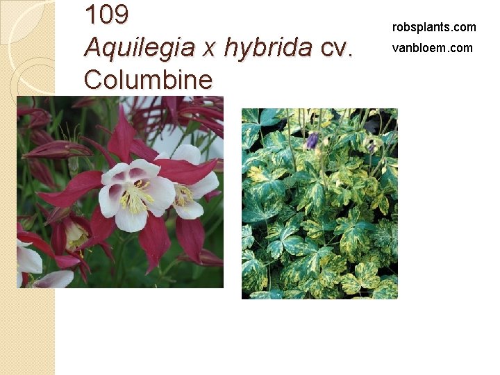 109 Aquilegia x hybrida cv. Columbine robsplants. com vanbloem. com 