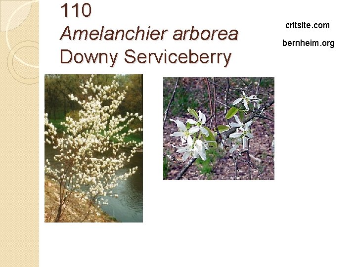 110 Amelanchier arborea Downy Serviceberry critsite. com bernheim. org 