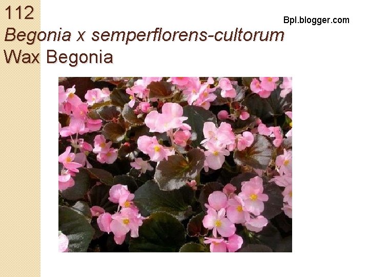 112 Bpl. blogger. com Begonia x semperflorens-cultorum Wax Begonia 