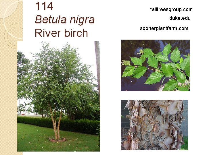 114 Betula nigra River birch talltreesgroup. com duke. edu soonerplantfarm. com 