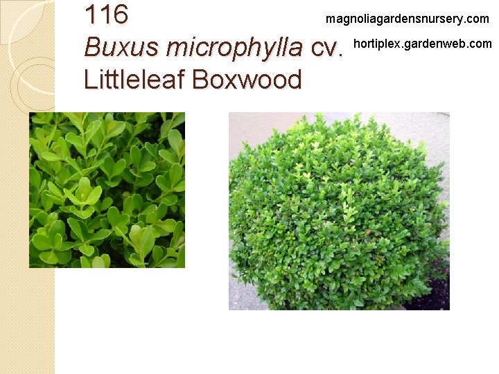 magnoliagardensnursery. com 116 Buxus microphylla cv. hortiplex. gardenweb. com Littleleaf Boxwood 