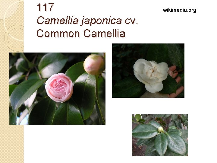 117 Camellia japonica cv. Common Camellia wikimedia. org 