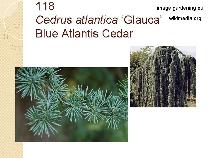 image. gardening. eu 118 Cedrus atlantica ‘Glauca’ wikimedia. org Blue Atlantis Cedar 