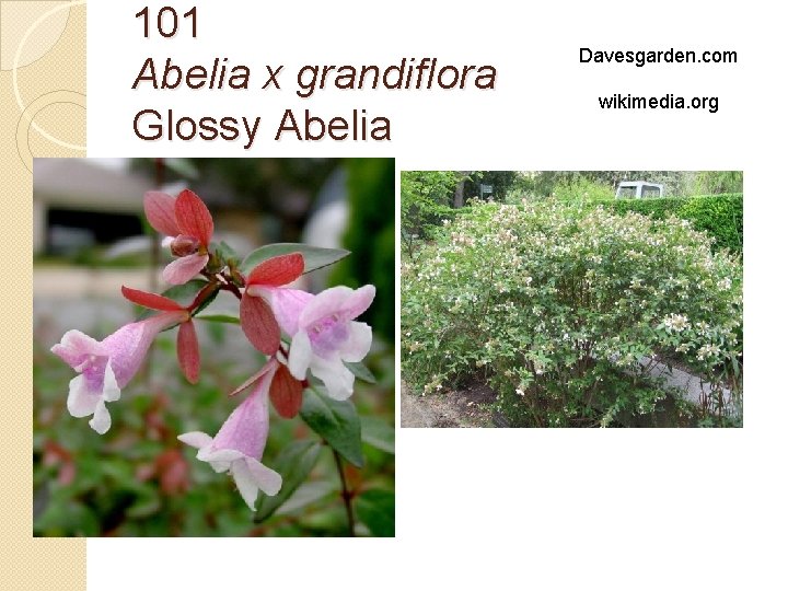 101 Abelia x grandiflora Glossy Abelia Davesgarden. com wikimedia. org 