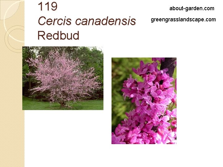 119 Cercis canadensis Redbud about-garden. com greengrasslandscape. com 