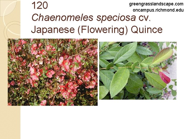 greengrasslandscape. com 120 oncampus. richmond. edu Chaenomeles speciosa cv. Japanese (Flowering) Quince 