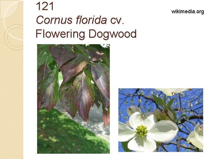 121 Cornus florida cv. Flowering Dogwood wikimedia. org 