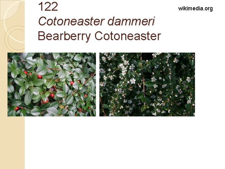 122 Cotoneaster dammeri Bearberry Cotoneaster wikimedia. org 