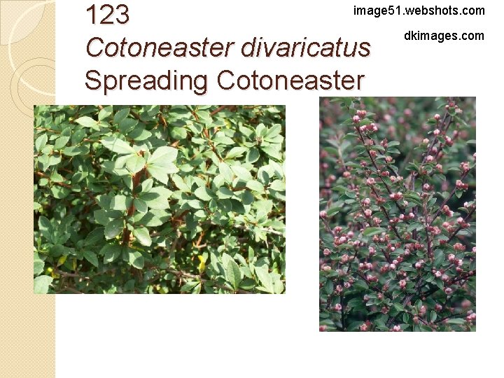 image 51. webshots. com 123 dkimages. com Cotoneaster divaricatus Spreading Cotoneaster 