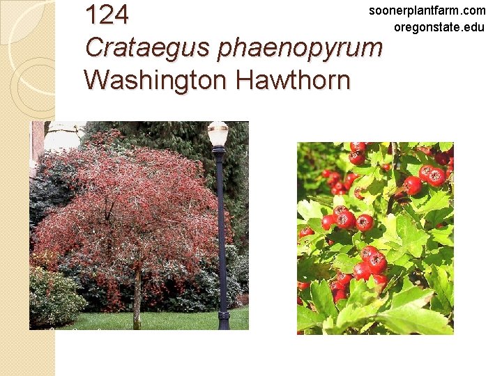 soonerplantfarm. com 124 oregonstate. edu Crataegus phaenopyrum Washington Hawthorn 