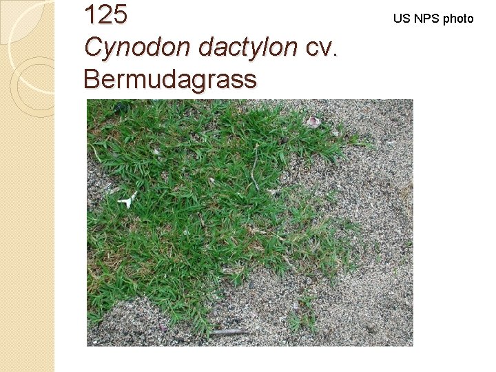 125 Cynodon dactylon cv. Bermudagrass US NPS photo 