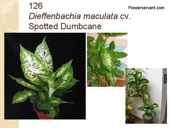 126 Flowerservant. com Dieffenbachia maculata cv. Spotted Dumbcane 