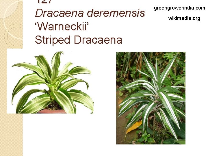 127 Dracaena deremensis ‘Warneckii’ Striped Dracaena greengrowerindia. com wikimedia. org 