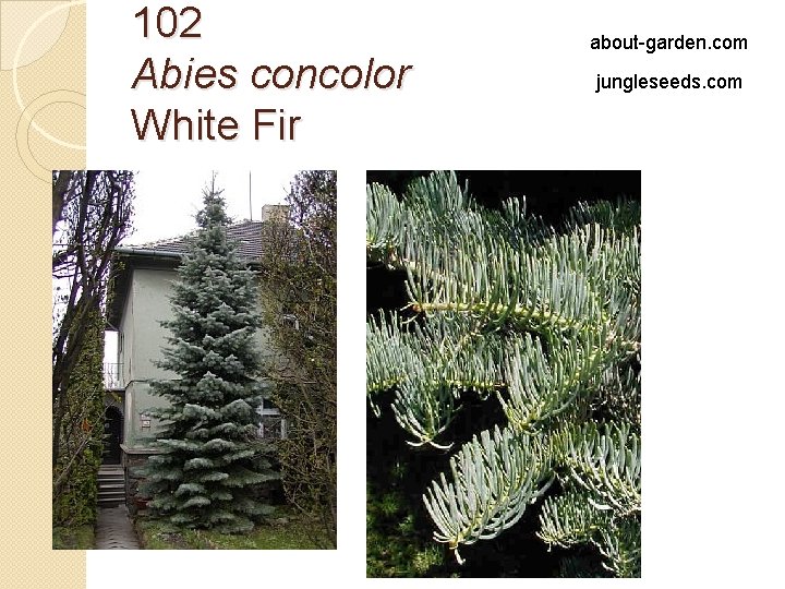 102 Abies concolor White Fir about-garden. com jungleseeds. com 