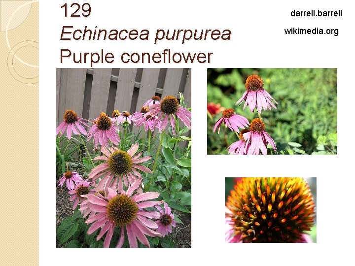 129 Echinacea purpurea Purple coneflower darrell. barrell wikimedia. org 