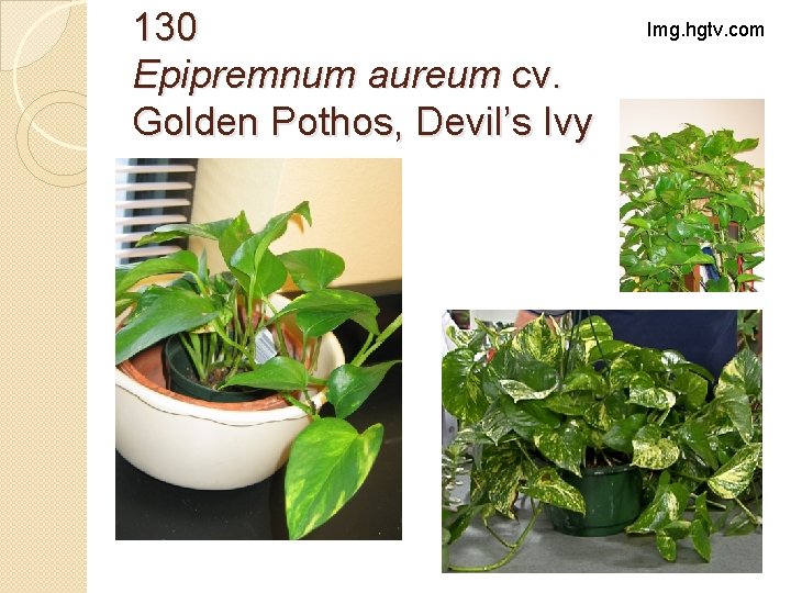 130 Epipremnum aureum cv. Golden Pothos, Devil’s Ivy Img. hgtv. com 