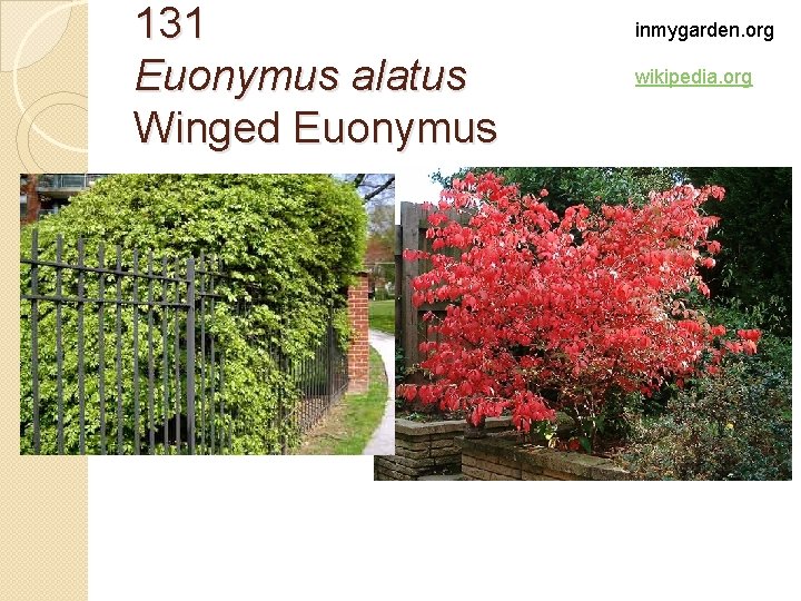 131 Euonymus alatus Winged Euonymus inmygarden. org wikipedia. org 