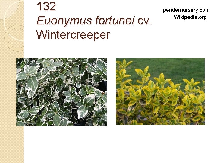 132 Euonymus fortunei cv. Wintercreeper pendernursery. com Wikipedia. org 