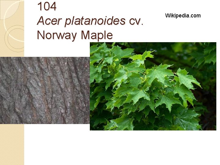 104 Acer platanoides cv. Norway Maple Wikipedia. com 