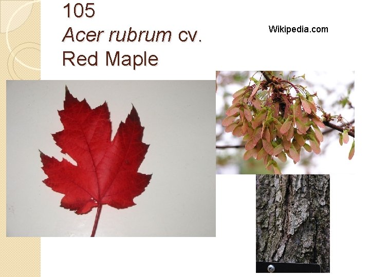 105 Acer rubrum cv. Red Maple Wikipedia. com 