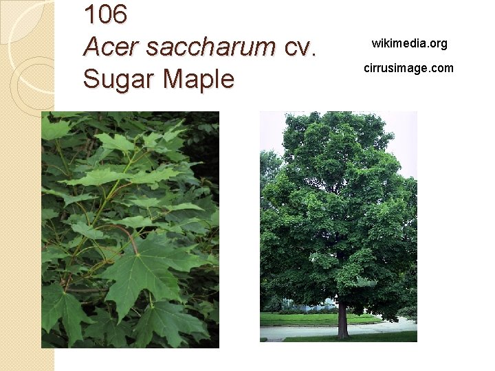 106 Acer saccharum cv. Sugar Maple wikimedia. org cirrusimage. com 