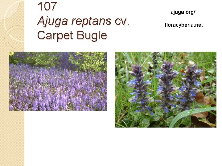 107 Ajuga reptans cv. Carpet Bugle ajuga. org/ floracyberia. net 