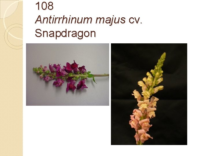 108 Antirrhinum majus cv. Snapdragon 