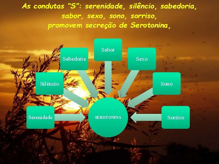 As condutas “S”: serenidade, silêncio, sabedoria, sabor, sexo, sono, sorriso, promovem secreção de Serotonina,
