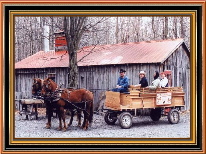 Il y a de nombreuses cabanes à sucre à travers le Québec. Il y Il y a de nombreuses cabanes à sucre à travers le Québec. Il y