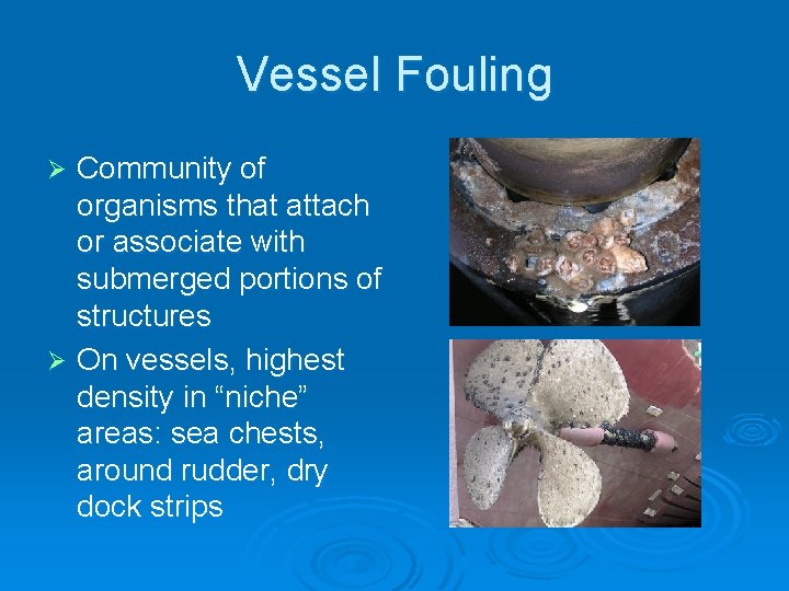 Vessel Fouling Community of organisms that attach or associate with submerged portions of structures