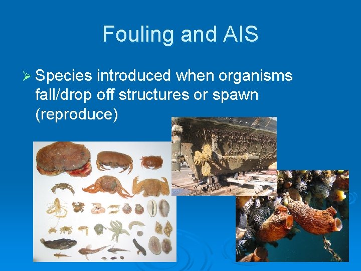 Fouling and AIS Ø Species introduced when organisms fall/drop off structures or spawn (reproduce)