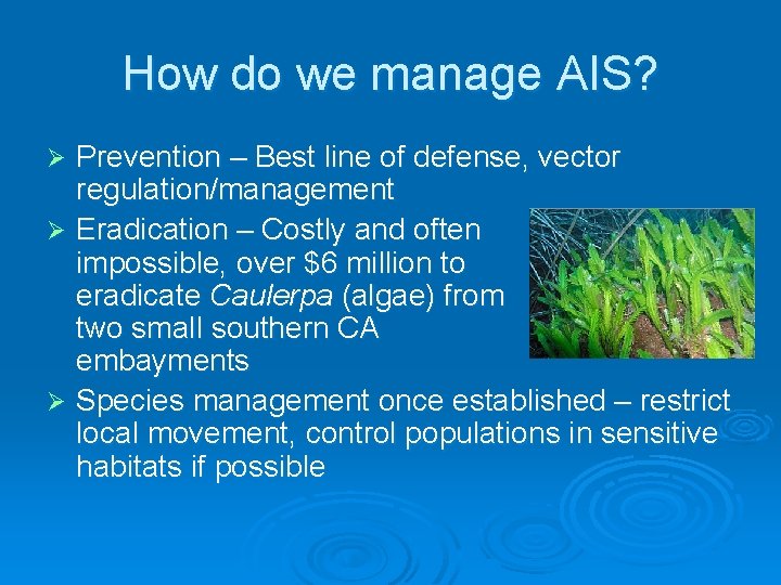 How do we manage AIS? Prevention – Best line of defense, vector regulation/management Ø