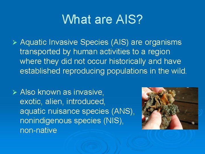 What are AIS? Ø Aquatic Invasive Species (AIS) are organisms transported by human activities