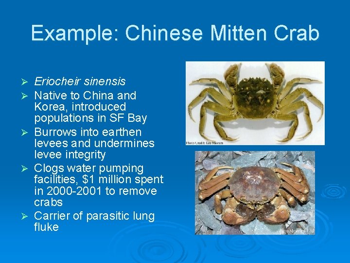 Example: Chinese Mitten Crab Ø Ø Ø Eriocheir sinensis Native to China and Korea,
