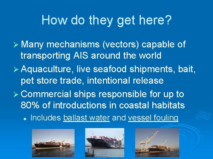 How do they get here? Ø Many mechanisms (vectors) capable of transporting AIS around