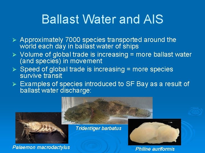 Ballast Water and AIS Ø Ø Approximately 7000 species transported around the world each
