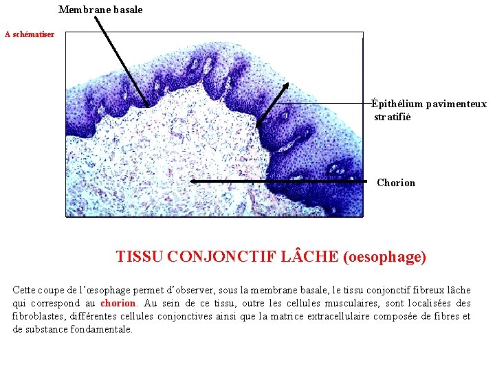 Membrane basale A schématiser Épithélium pavimenteux stratifié Chorion TISSU CONJONCTIF L CHE (oesophage) Cette
