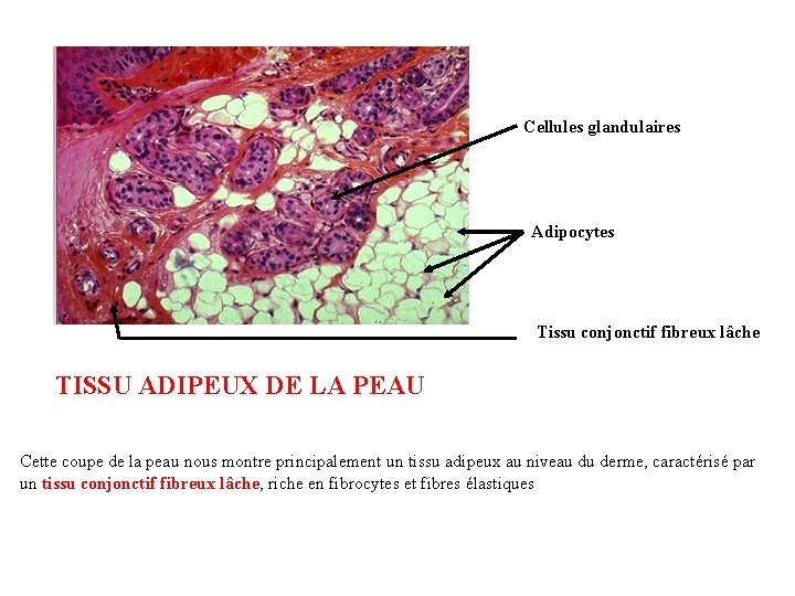 Cellules glandulaires Adipocytes Tissu conjonctif fibreux lâche TISSU ADIPEUX DE LA PEAU Cette coupe