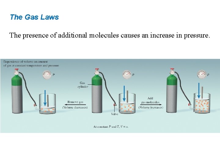 The Gas Laws The presence of additional molecules causes an increase in pressure. 