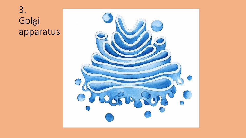 3. Golgi apparatus 