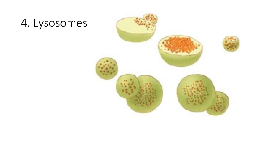 4. Lysosomes 