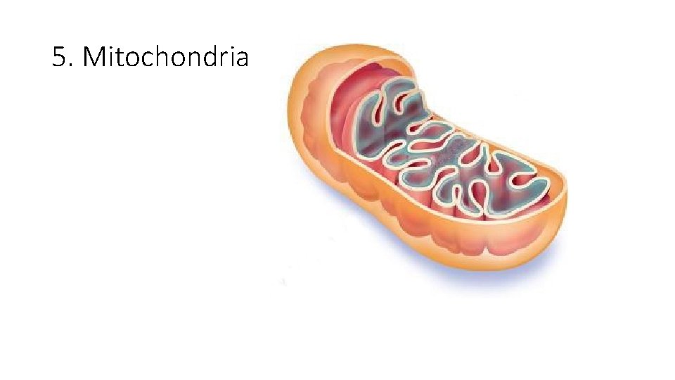 5. Mitochondria 