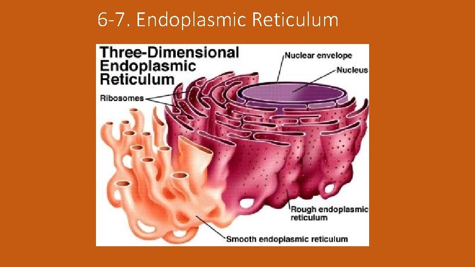 6 -7. Endoplasmic Reticulum 