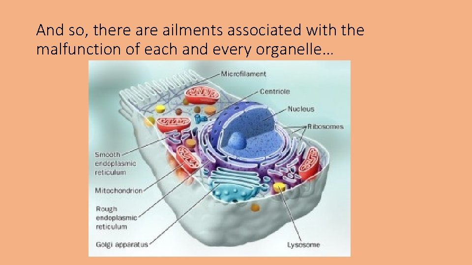 And so, there ailments associated with the malfunction of each and every organelle… 