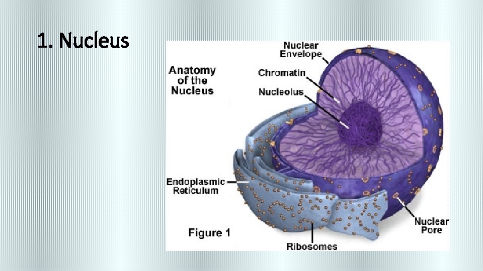 1. Nucleus 