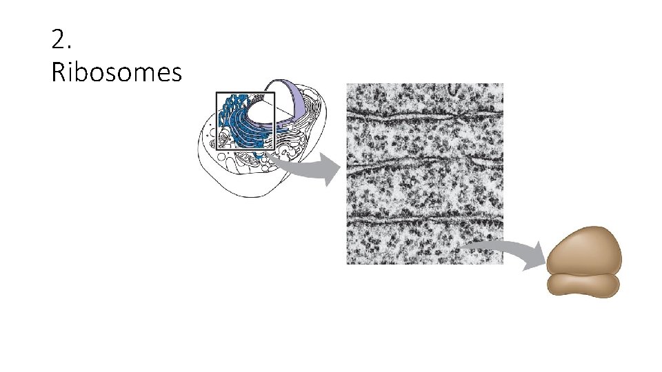 2. Ribosomes 