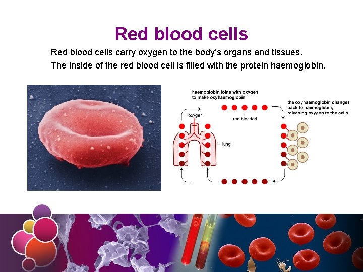 Red blood cells carry oxygen to the body’s organs and tissues. The inside of