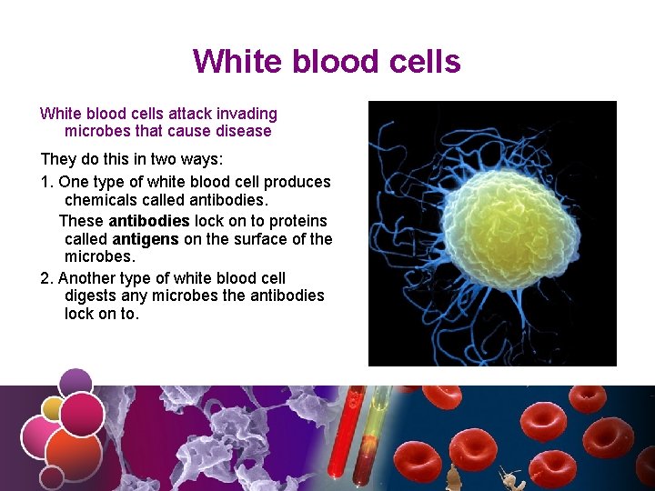 White blood cells attack invading microbes that cause disease They do this in two