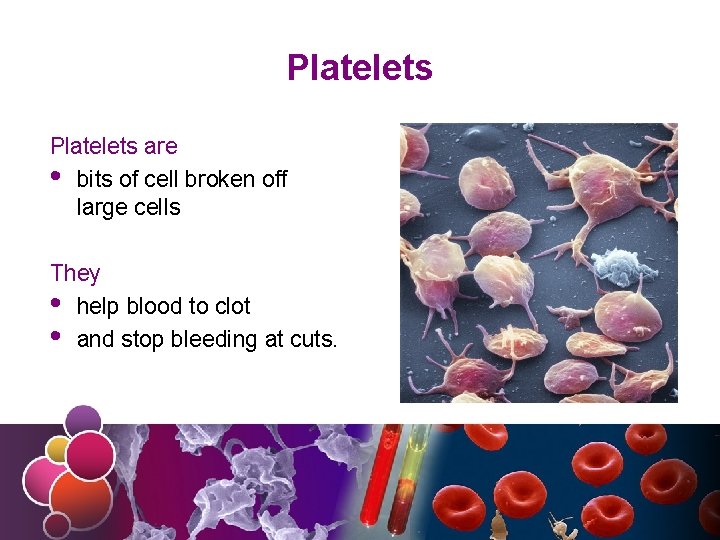 Platelets are • bits of cell broken off large cells They • help blood