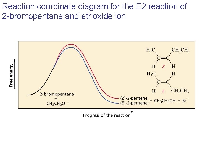 Reaction coordinate diagram for the E 2 reaction of 2 -bromopentane and ethoxide ion